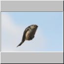 Aegithalos caudatus - Schwanzmeise 11a.jpg